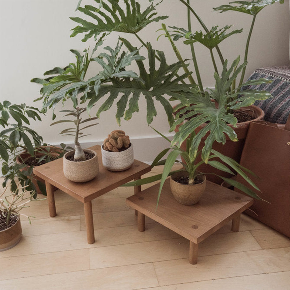 Yucca Stand